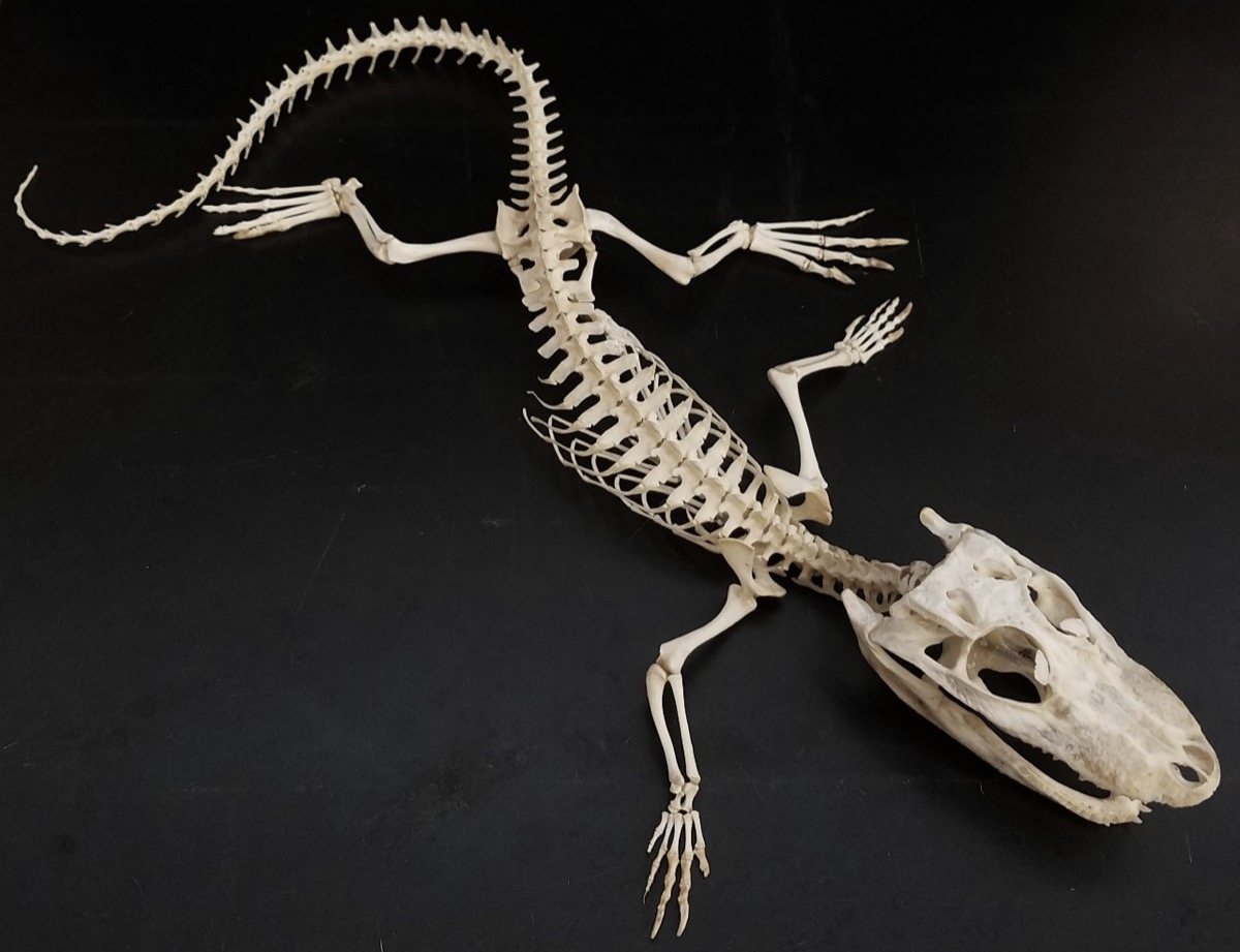 Внутренний скелет впервые. Скелет аллигатора. Скелет животного. Скелет ящера. Скелеты разных животных.