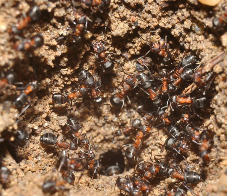 Hormigas caníbales